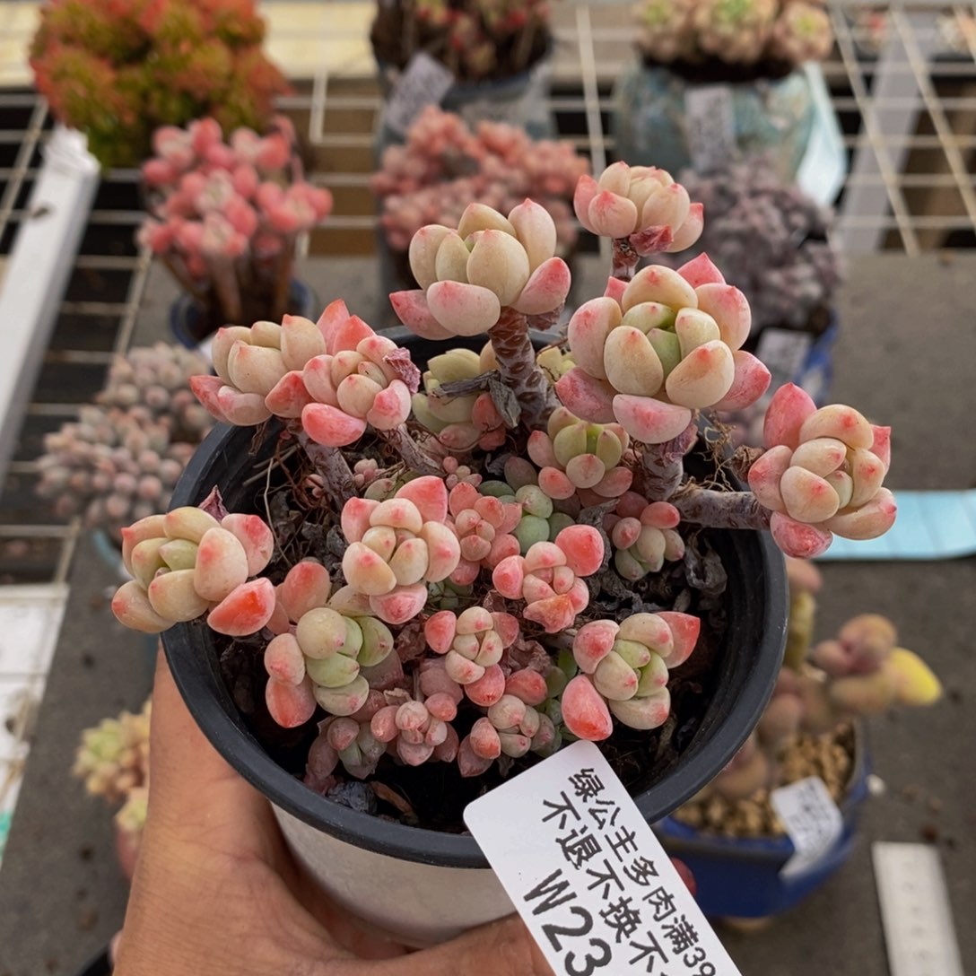 小粉莓234/9cm多肉