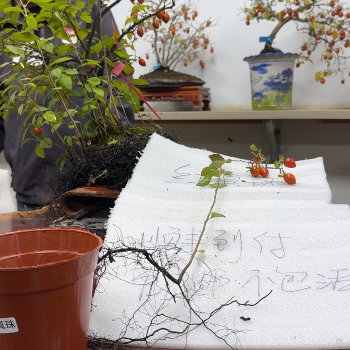 一***泪无花朵157顺丰到付不包邮