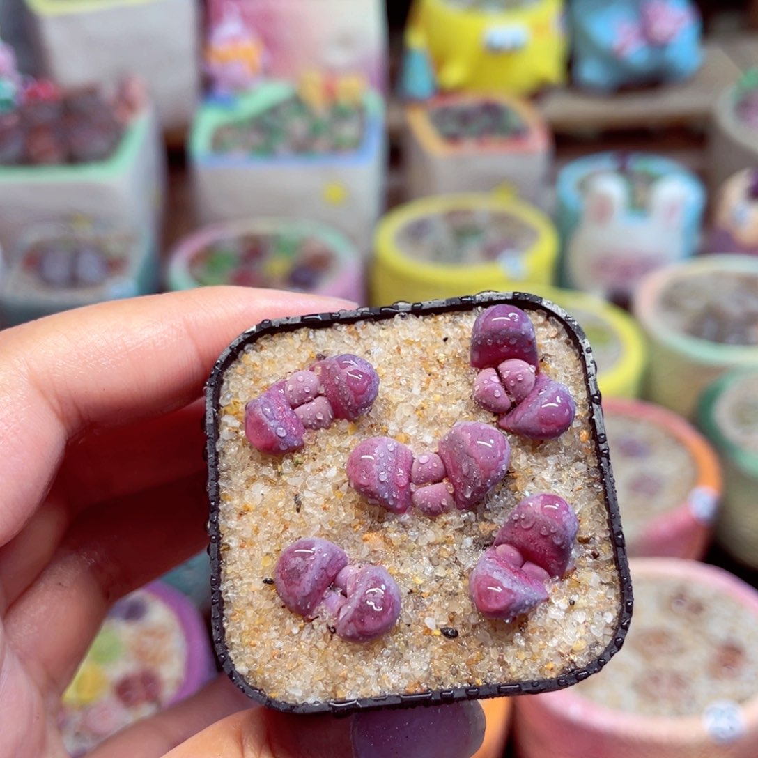 008。8888888888888888888