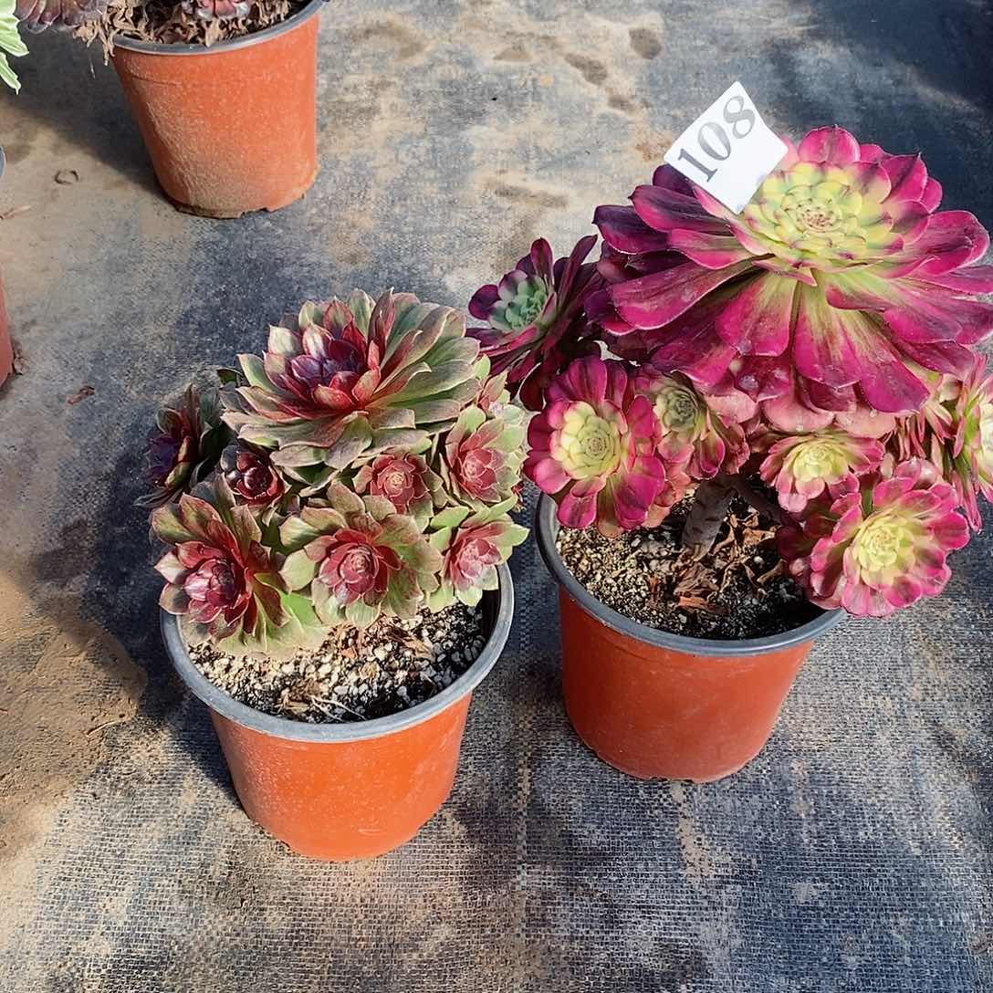 维娜斯组合108多肉法师