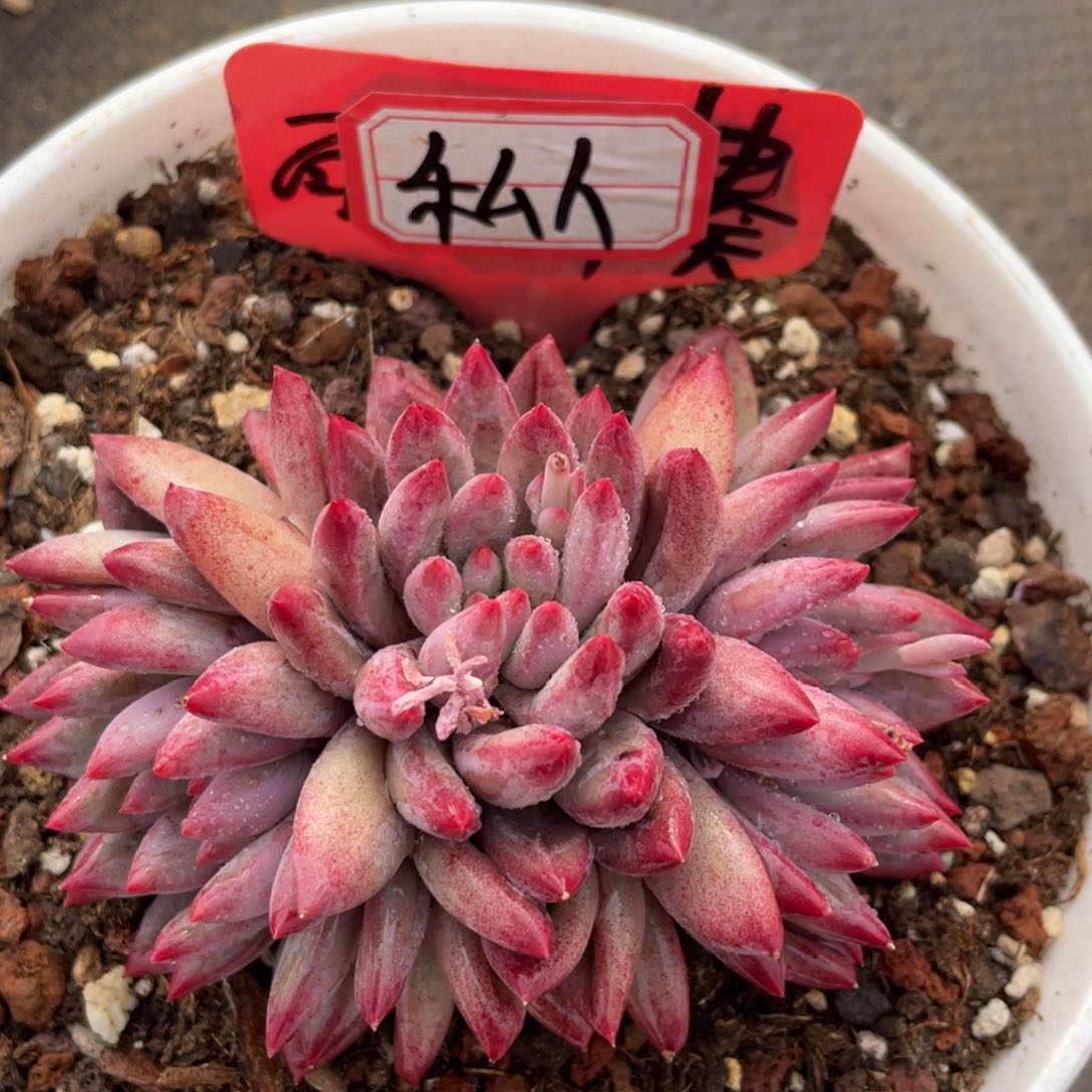 私**属姐姐说她真的不是