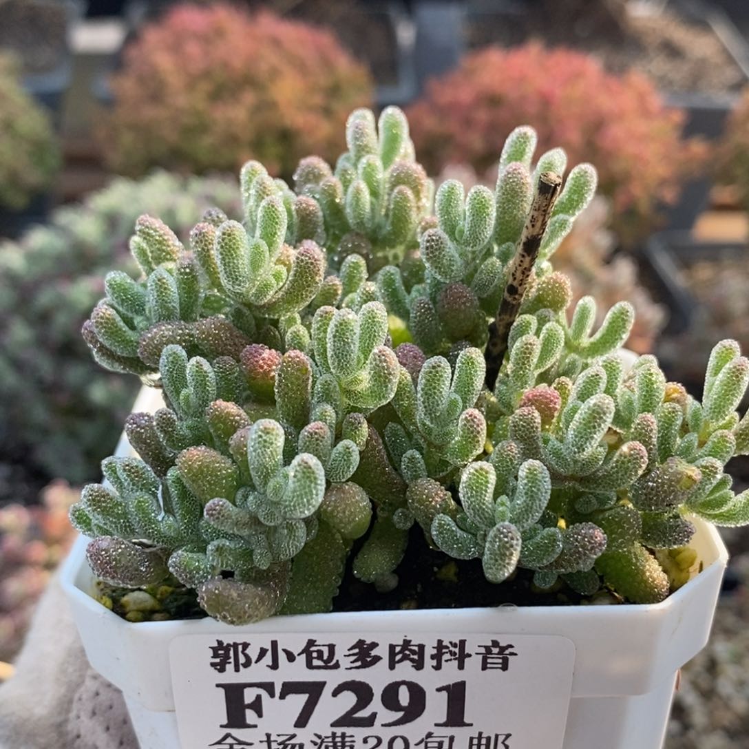 芝*.优选冰晶7291枝干番杏