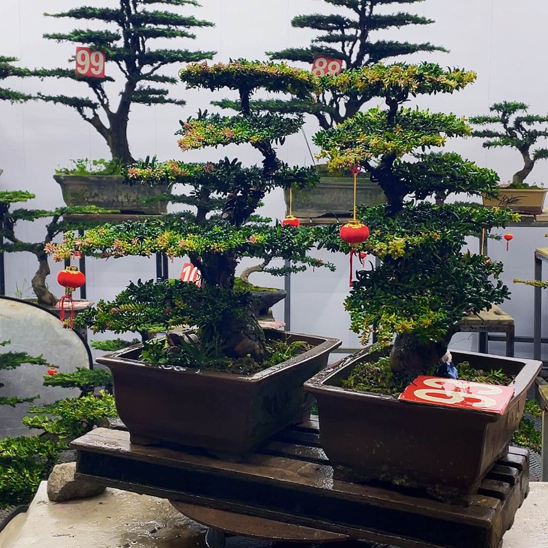 无花朵罗汉松红芽