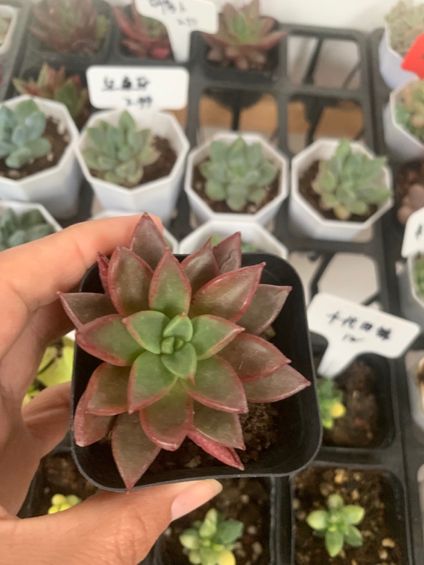 精品胡萝卜多肉植物