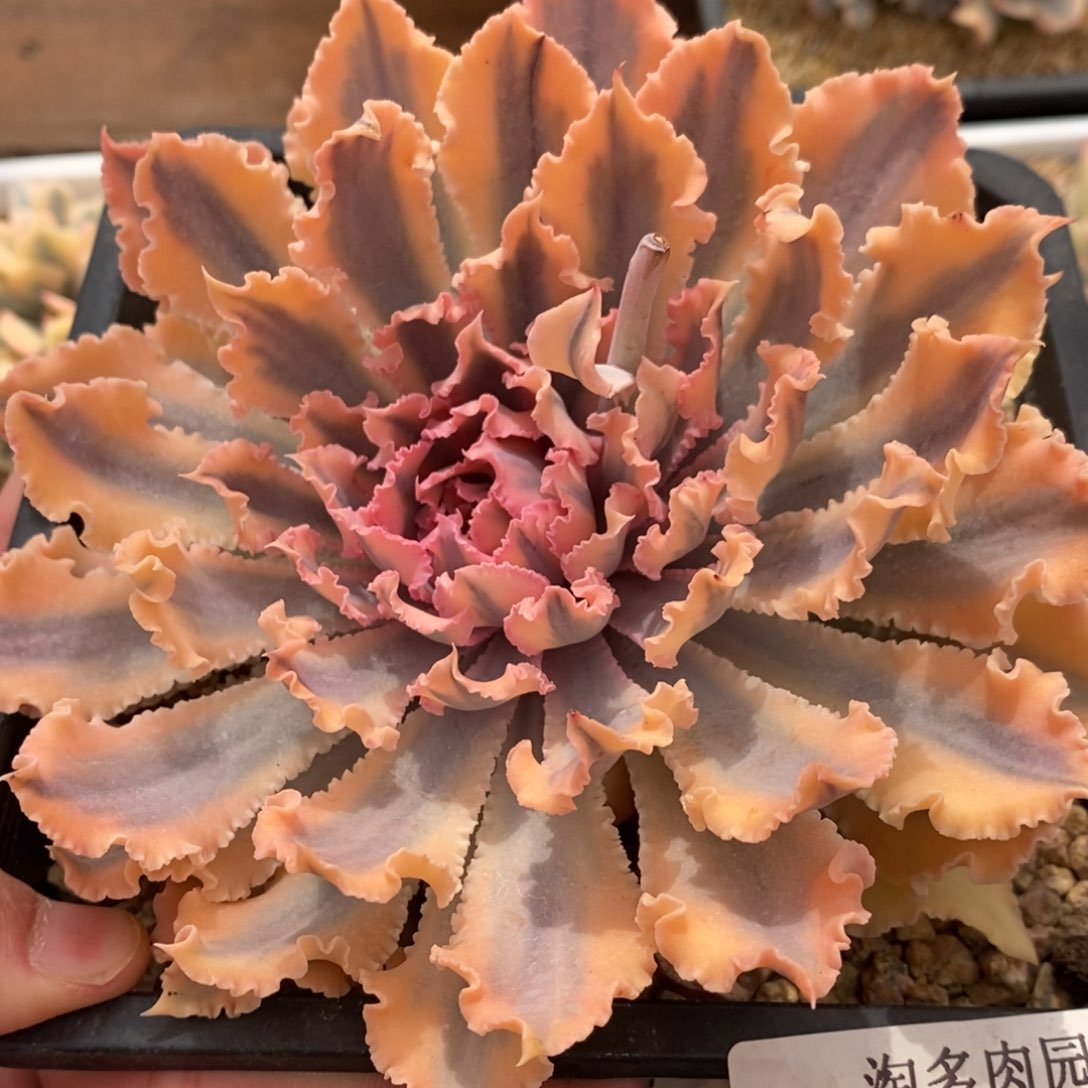 晚霞植物锦多肉植物0465
