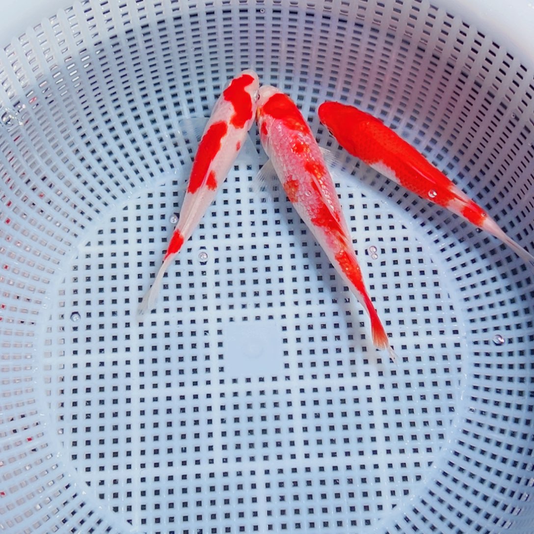 锦鲤锦鲤观赏鱼6666