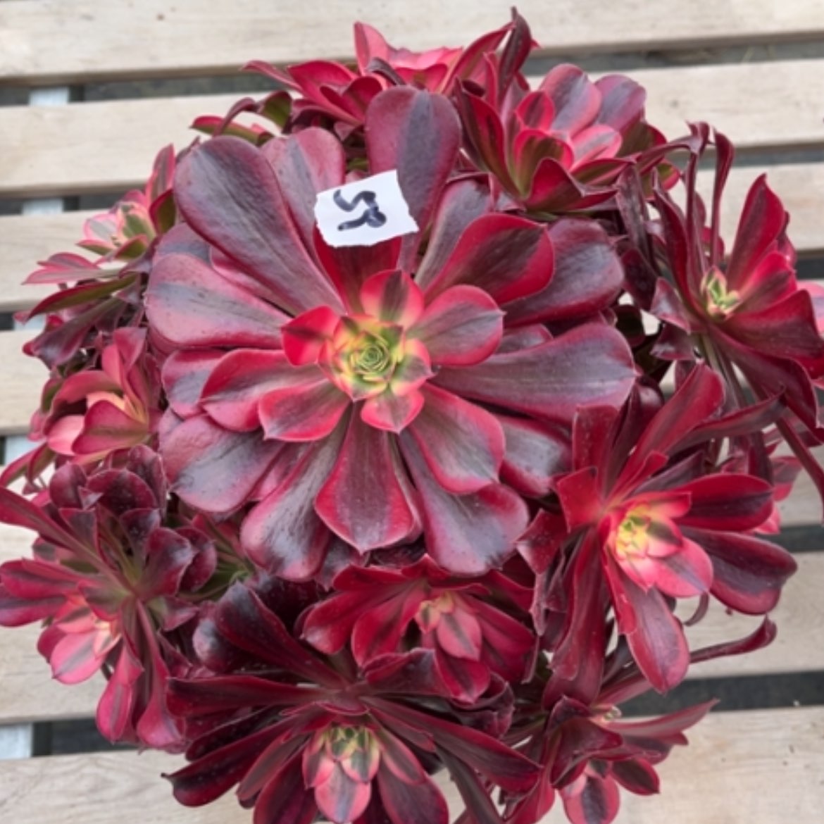 【闪购商品】59美杜莎多肉法师