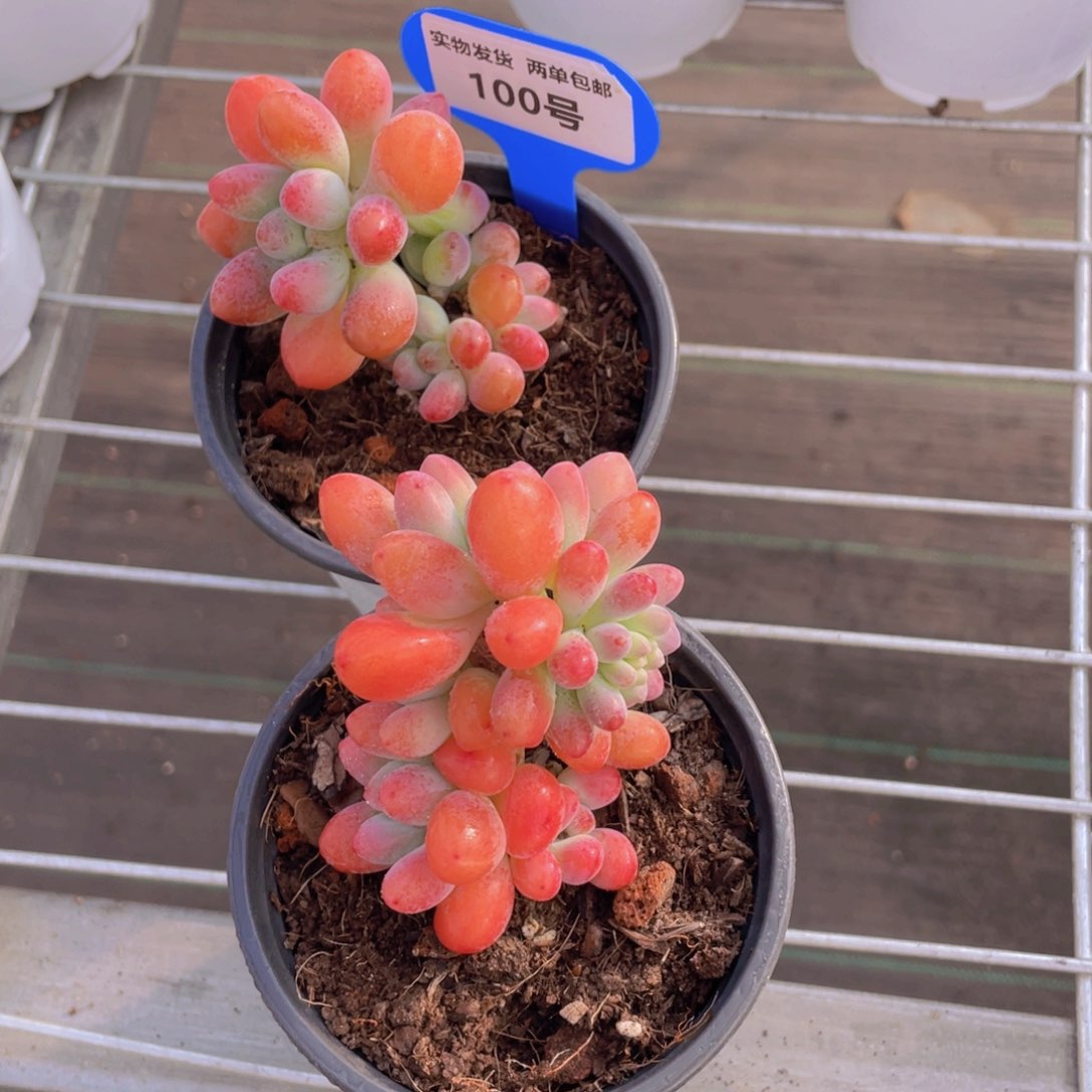 100号 胖大星老桩多头一个