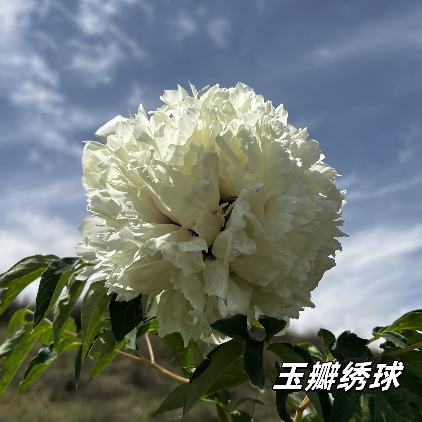 【浅黄色系】陇右2-5年精品嫁接苗紫斑牡丹抗旱耐寒室外庭院树苗