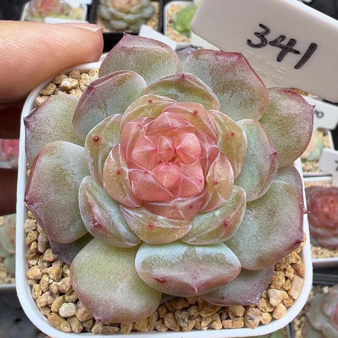 341号纯牛奶 晗雨多肉