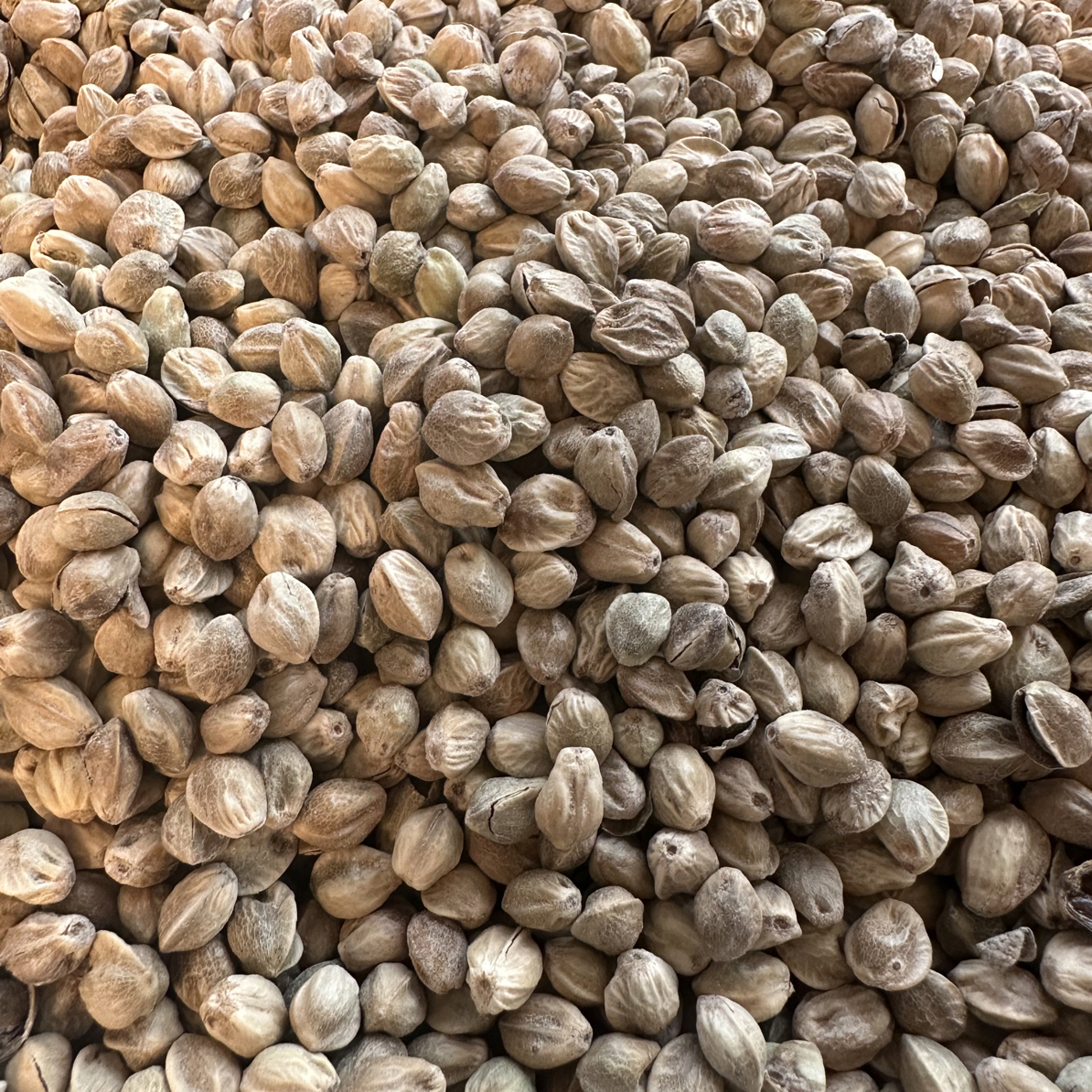 大麻子1斤 今年新货