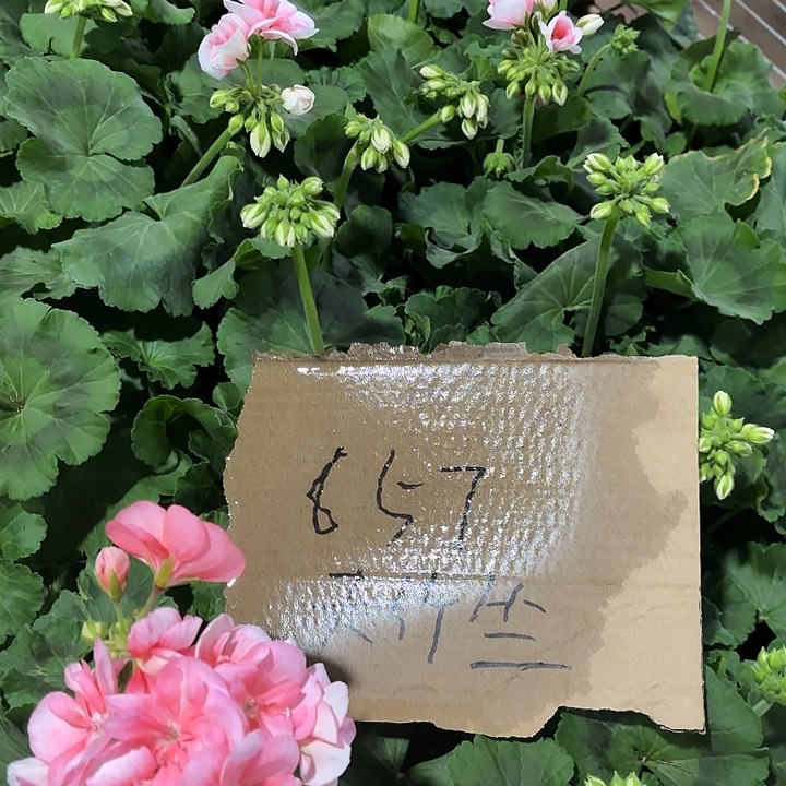 全部花苞857天竺葵