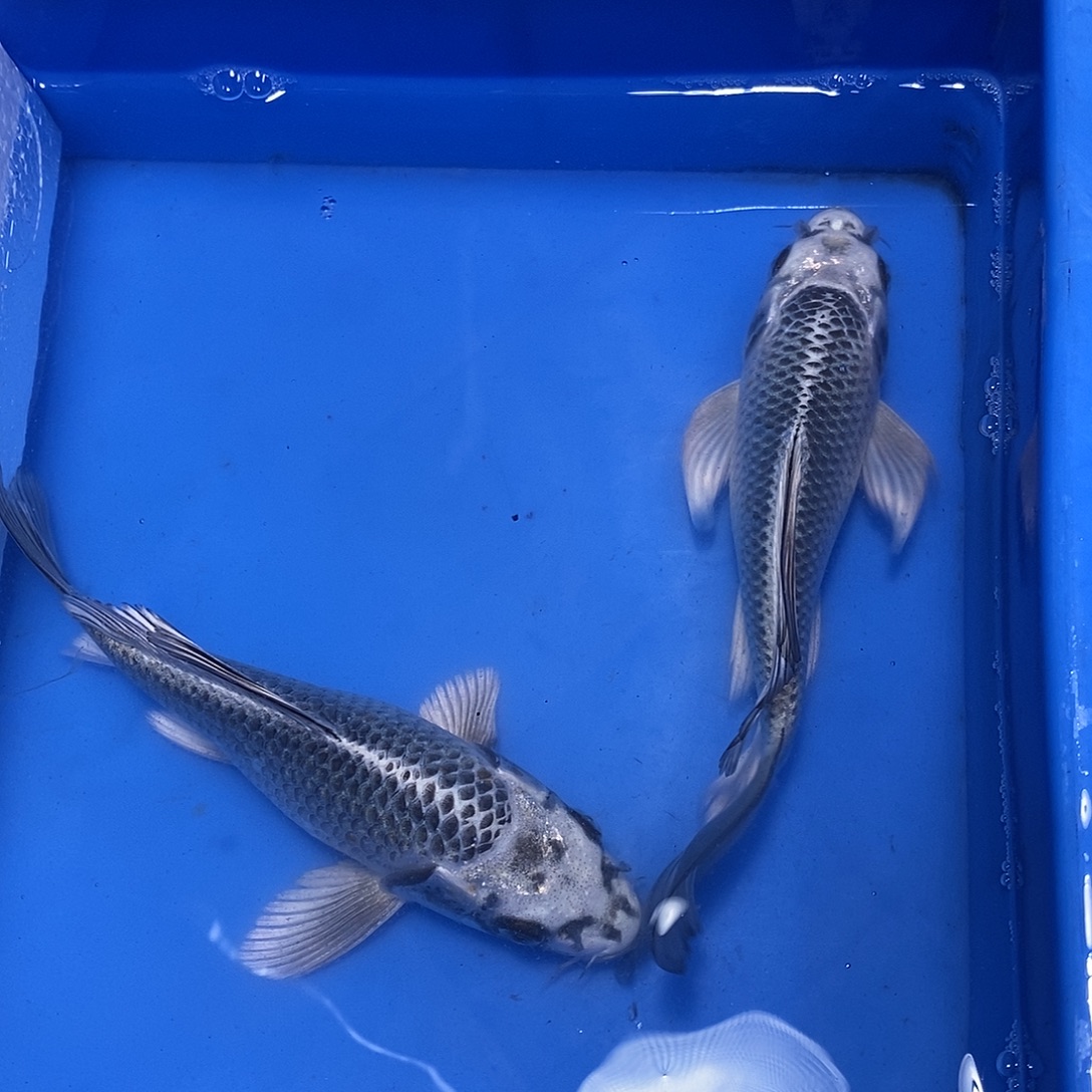 蝴蝶鲤鱼俩银猫哦
