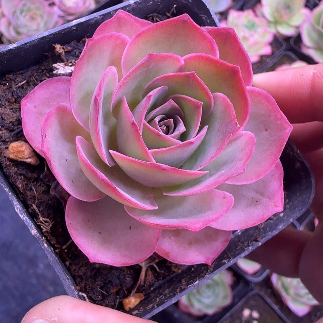 L91半城玫瑰魅影