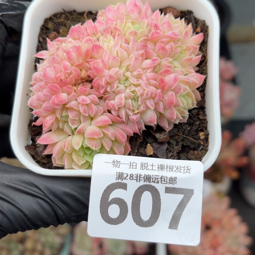 羊脂球缀化无盆土发货