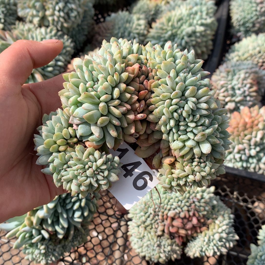 146橙子多肉植物组合