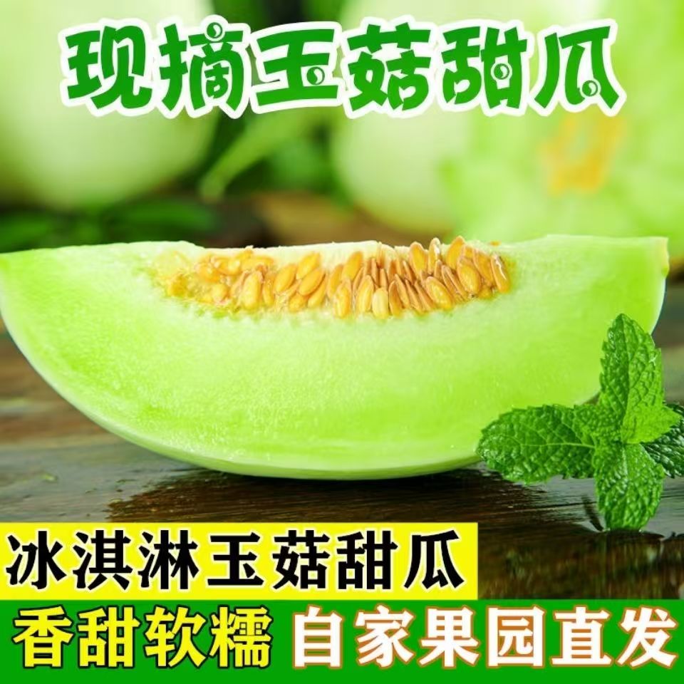 山东头茬玉菇甜瓜当季新鲜应季软糯香甜多汁现摘现发