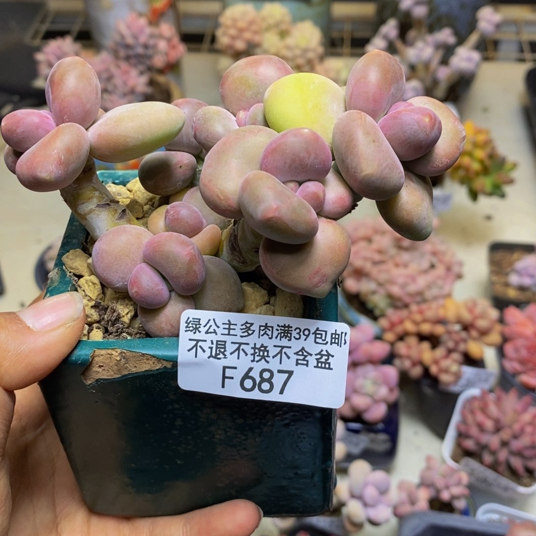 d****l687芒果奶二代多肉8c m