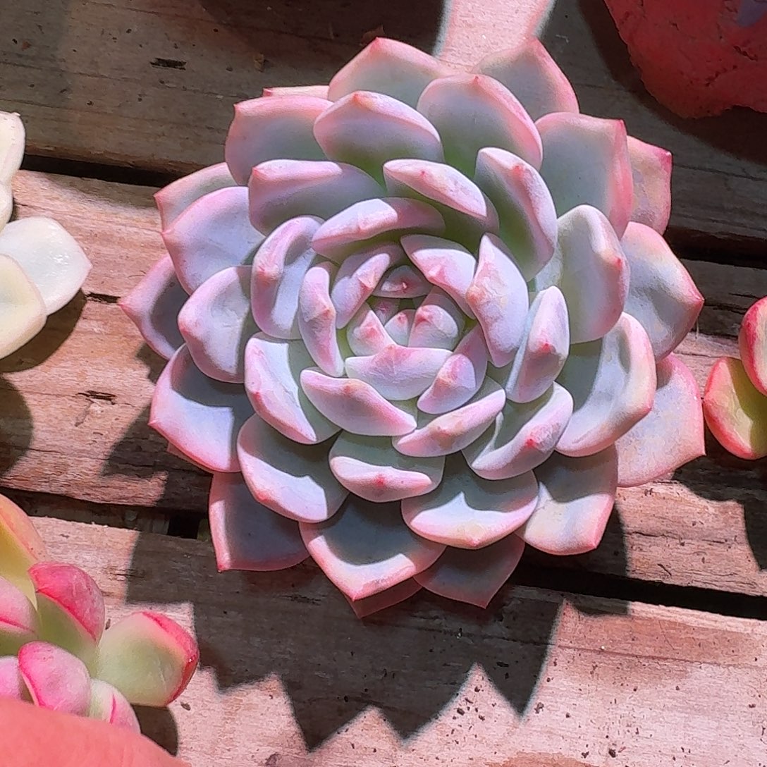 橙梦露锦多肉多肉