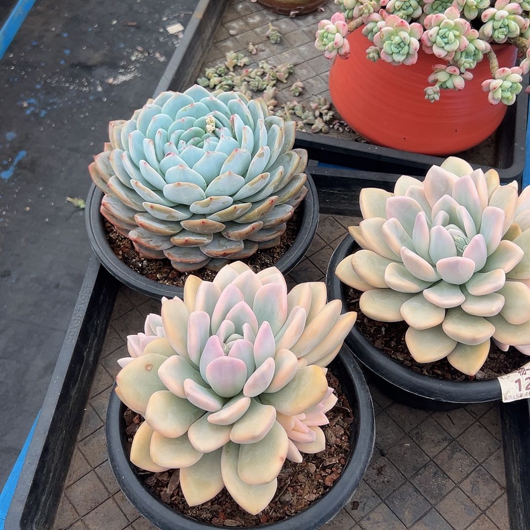 奥普锦121            
