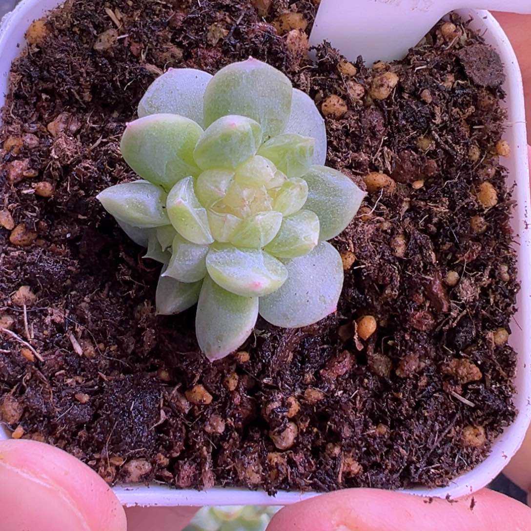522号蜜桃甜心小缀晗雨多肉