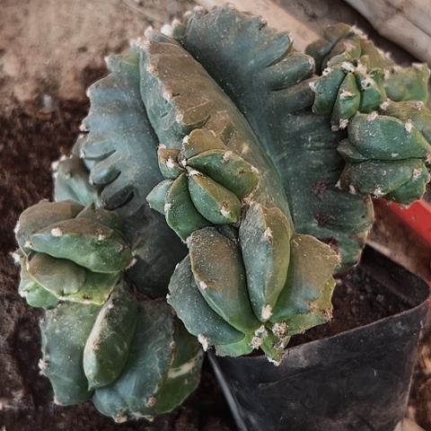 085处理无根仙人球的方法