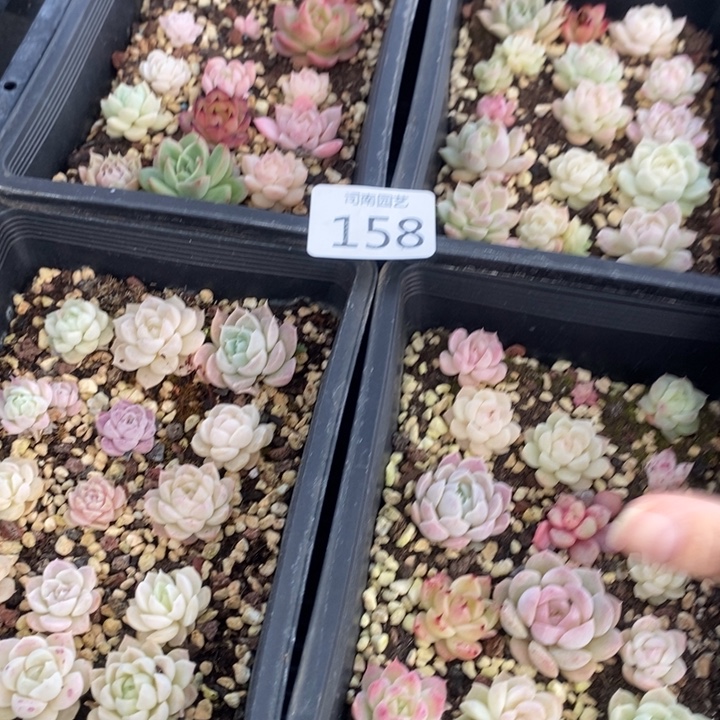 158 多肉植物盆栽花卉