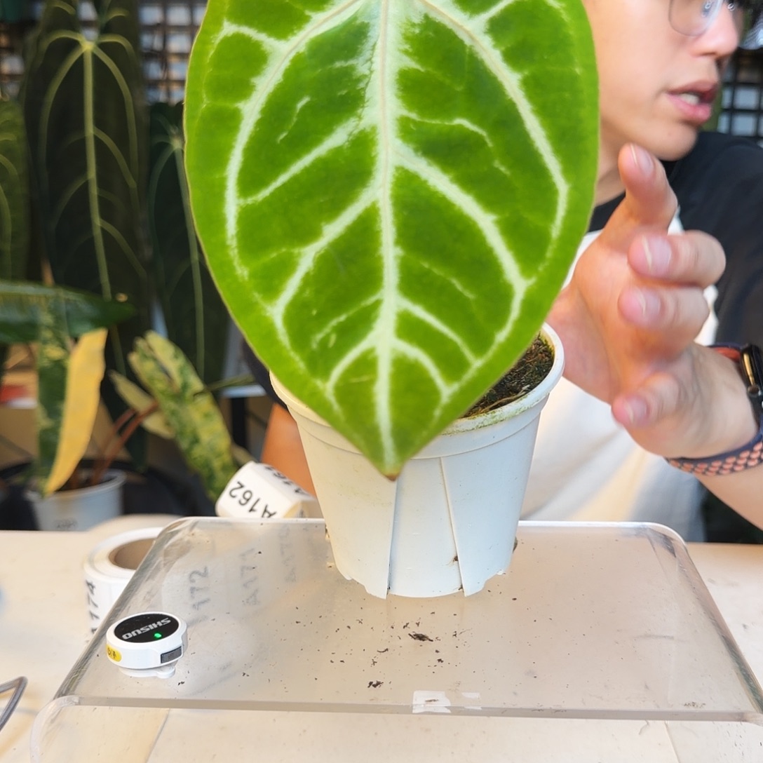 完全开放A160 粉挑心