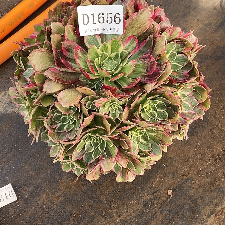 1656粉海王多肉法师锦