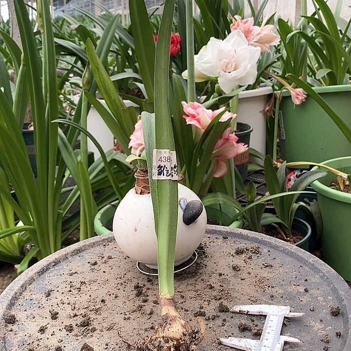 全部花朵雏鹤福利价438号