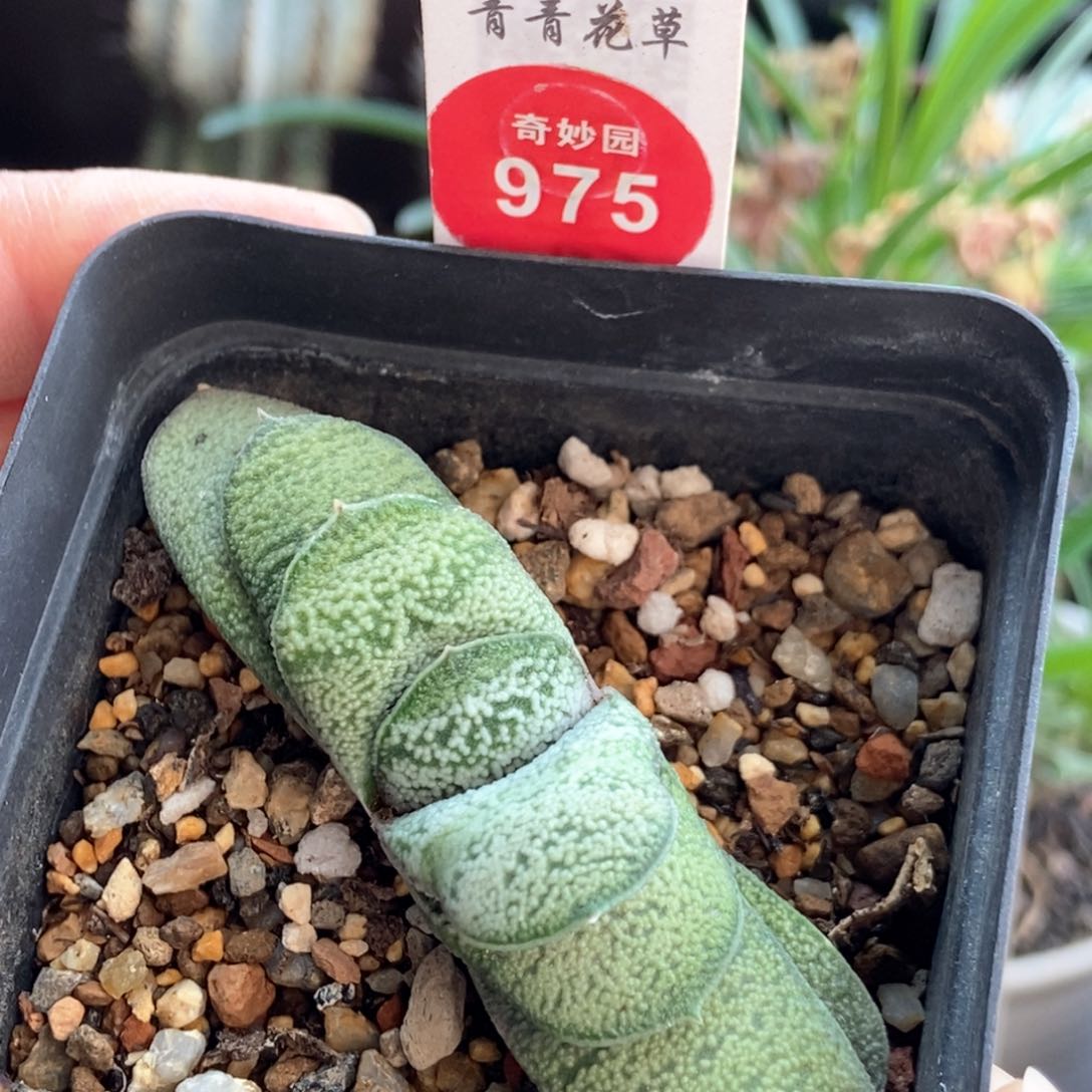 螺旋白密尤卧牛一棵仙人球