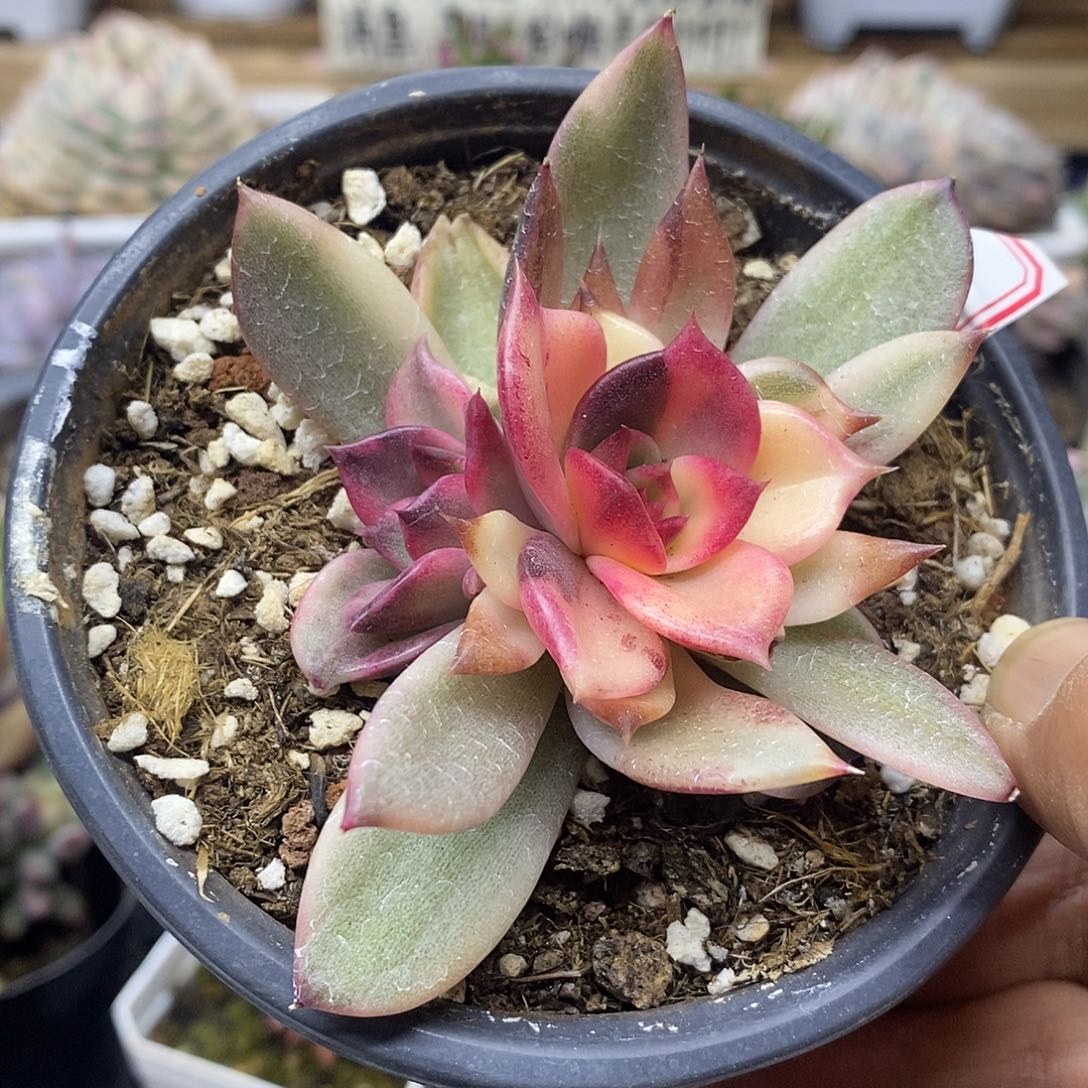 06100 不石化火焰山锦双头 需延时发货