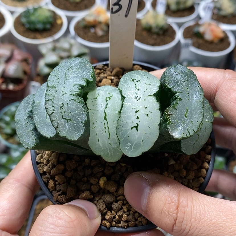 【闪购商品】37蓝翼