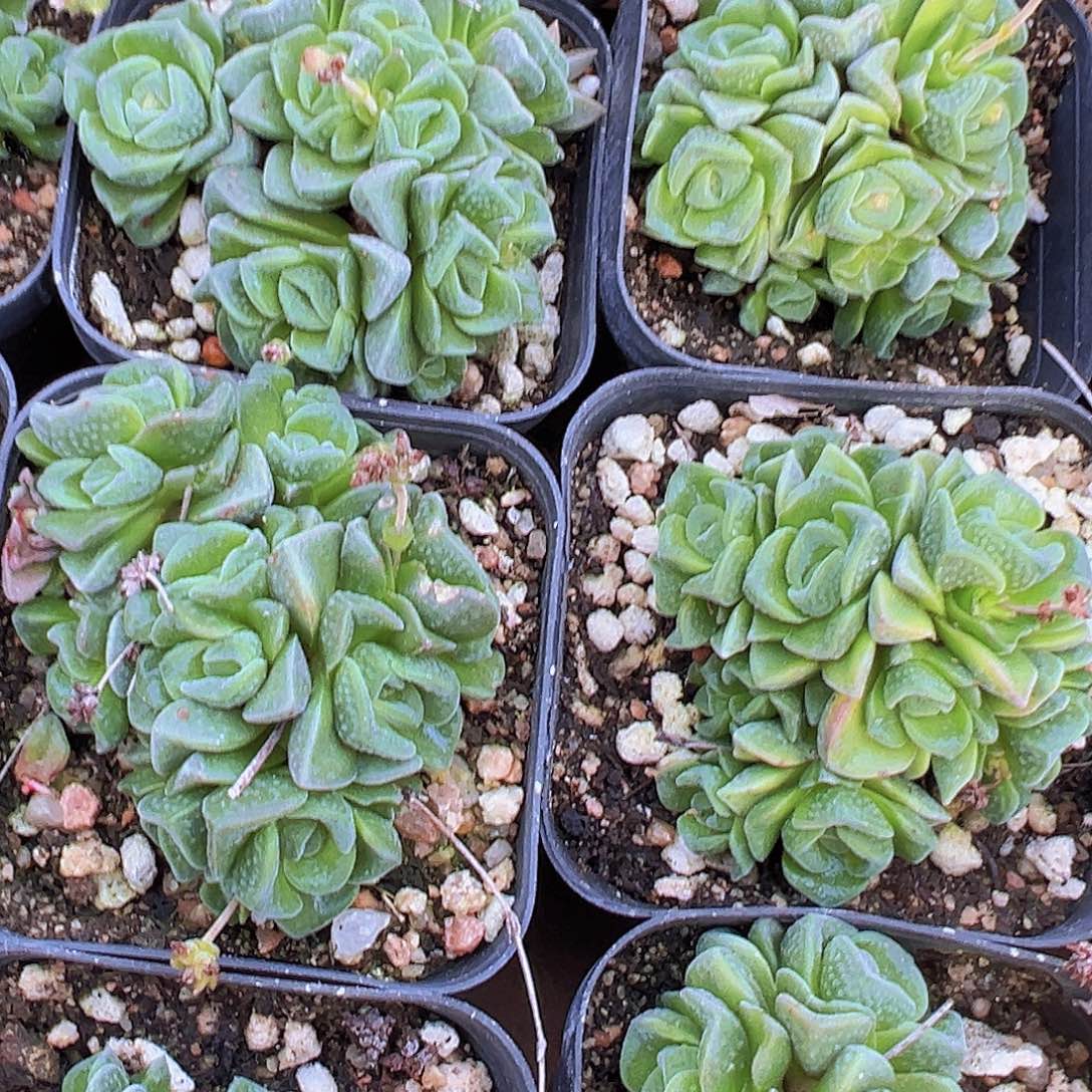 桃乐丝19包邮多肉