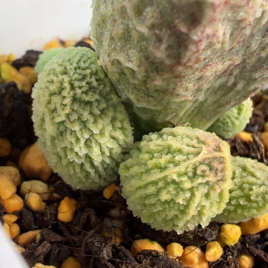 8号实生新品带刺款多肉植物