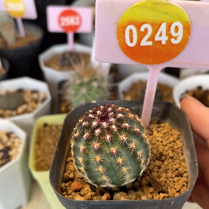 实生青花虾一棵0249