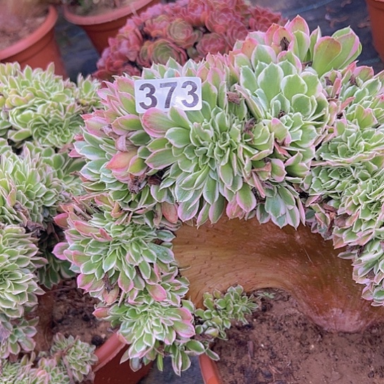 白***。多肉植物一个白凤