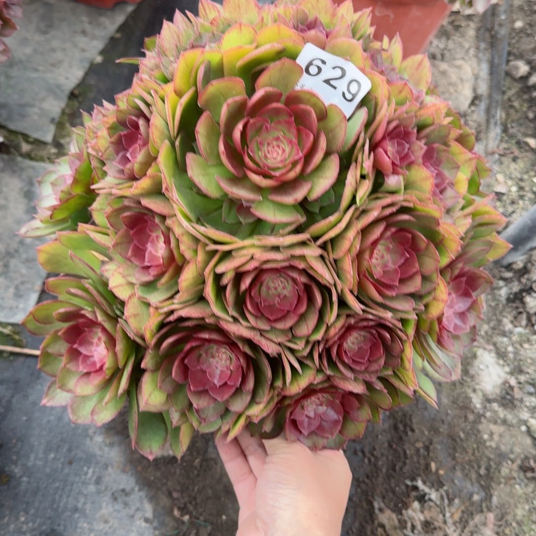 629多肉植物桃花石