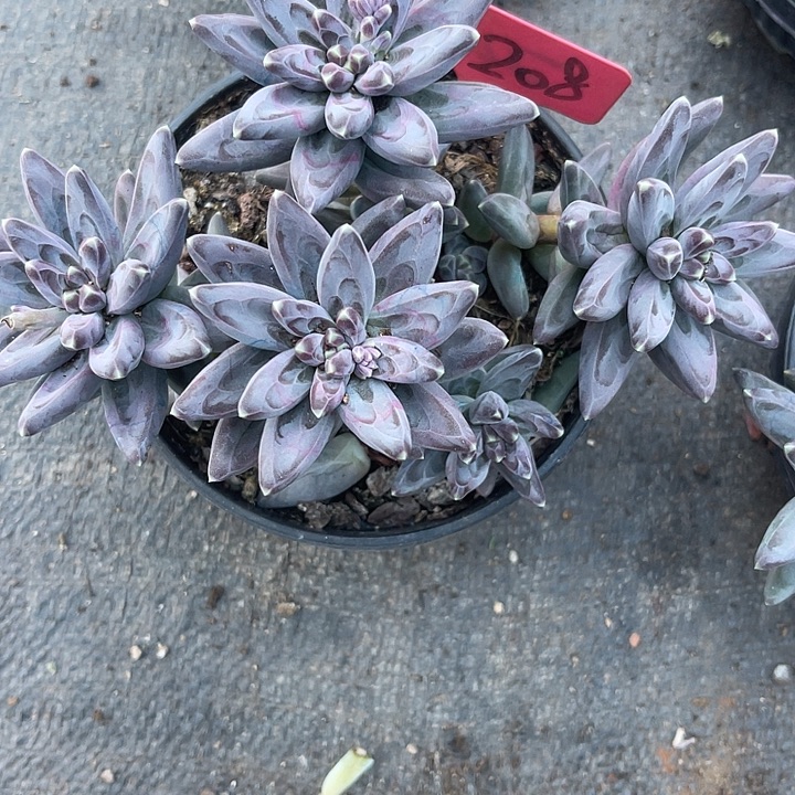 大***大两单包邮，一物一拍208