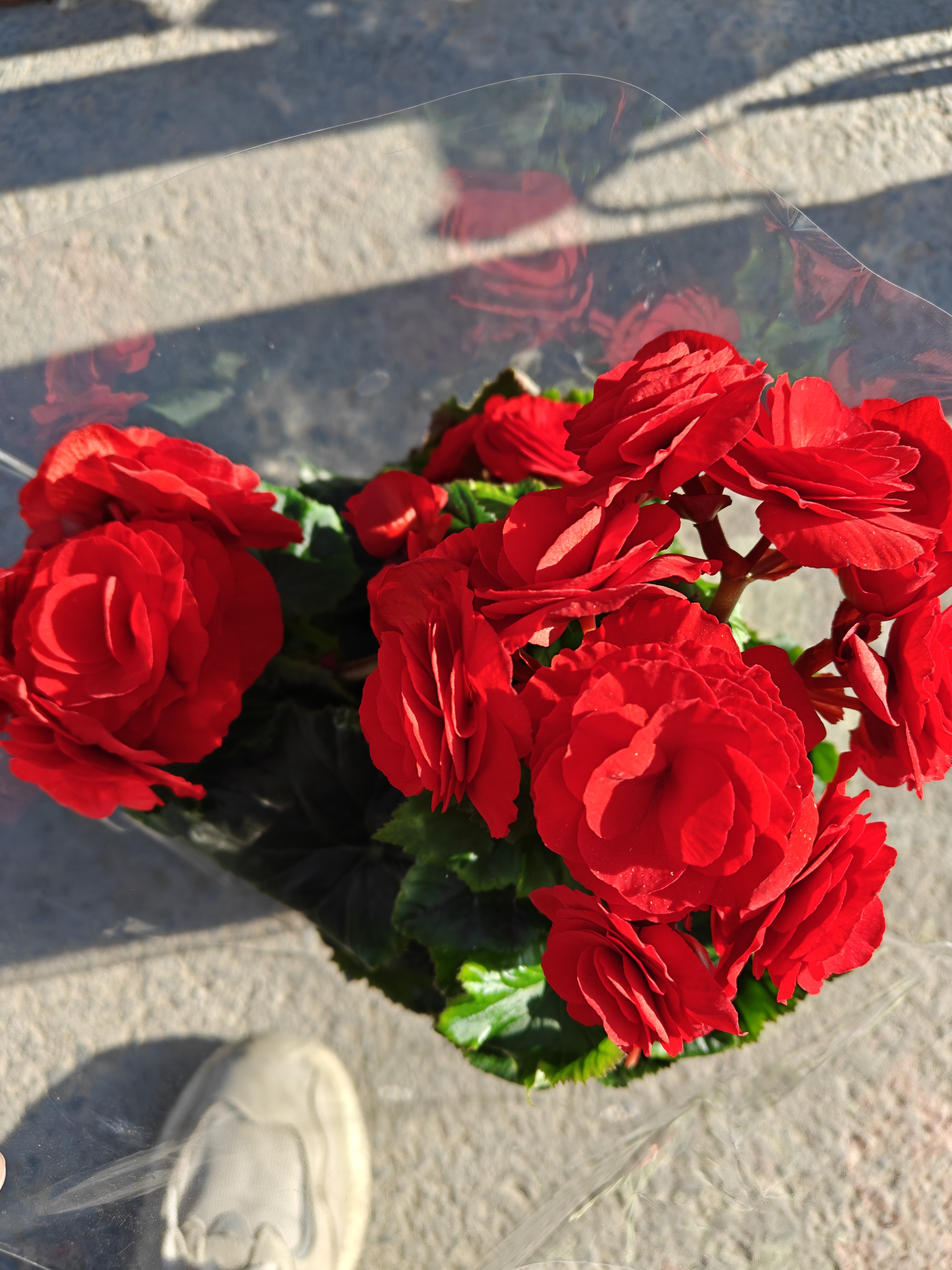 大颗中国红丽格海棠盆栽带花苞四季开花室内阳台观花绿植花卉