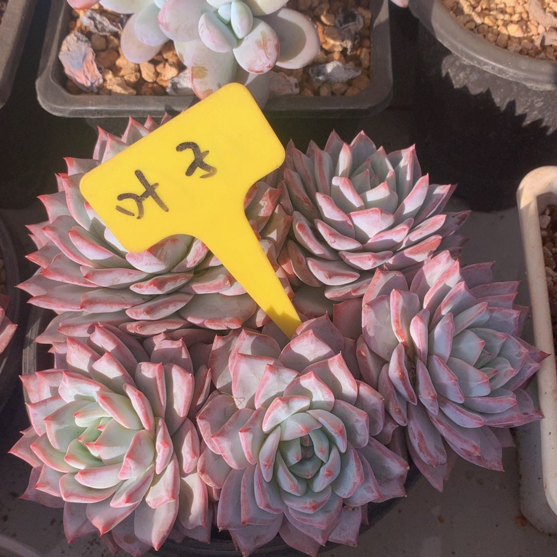 粉看奶欧哦日植物7272727272