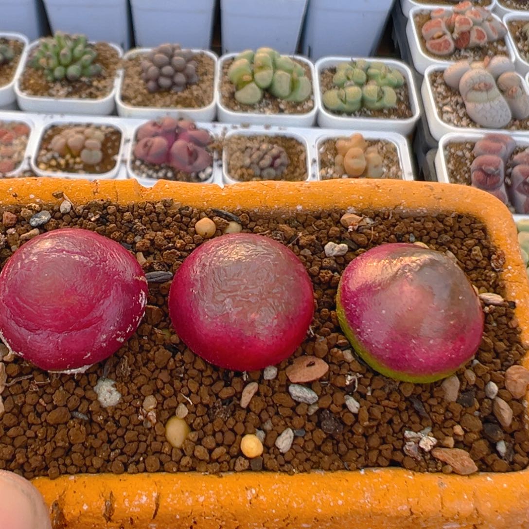 169多肉植物百科三颗灯泡