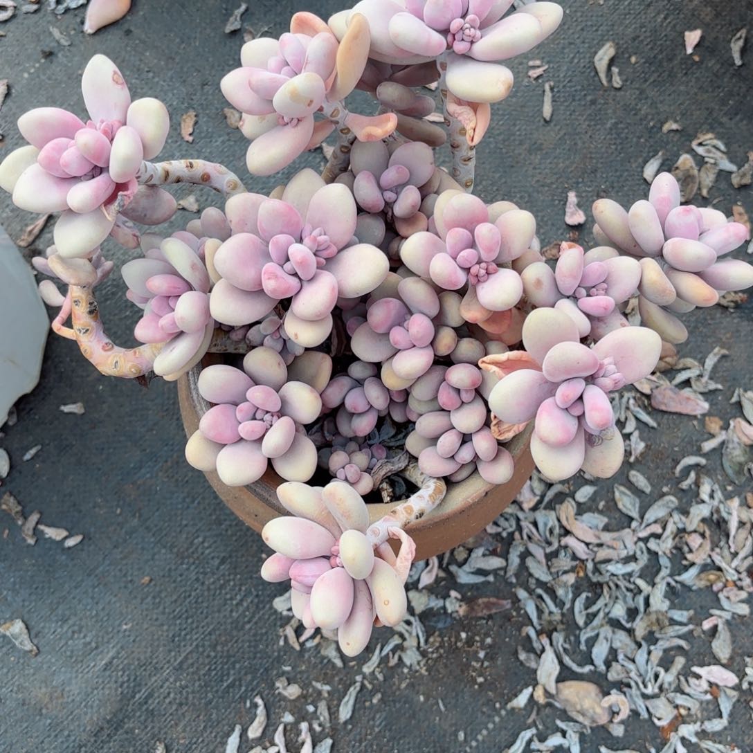 小**✨桃蛋福利17-20。     