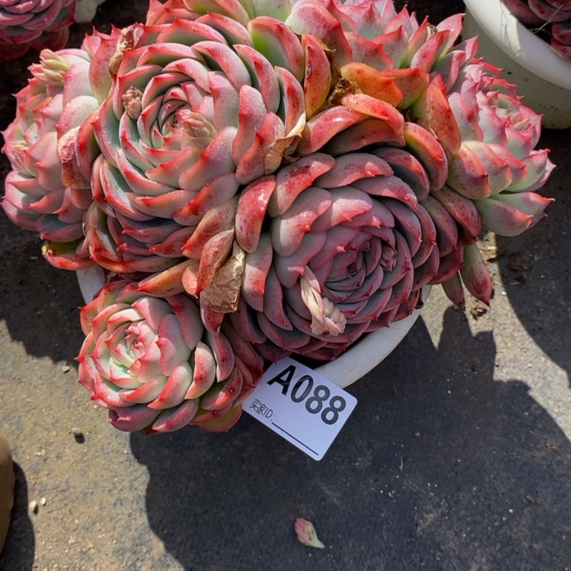 【闪购商品】?****?多肉植物