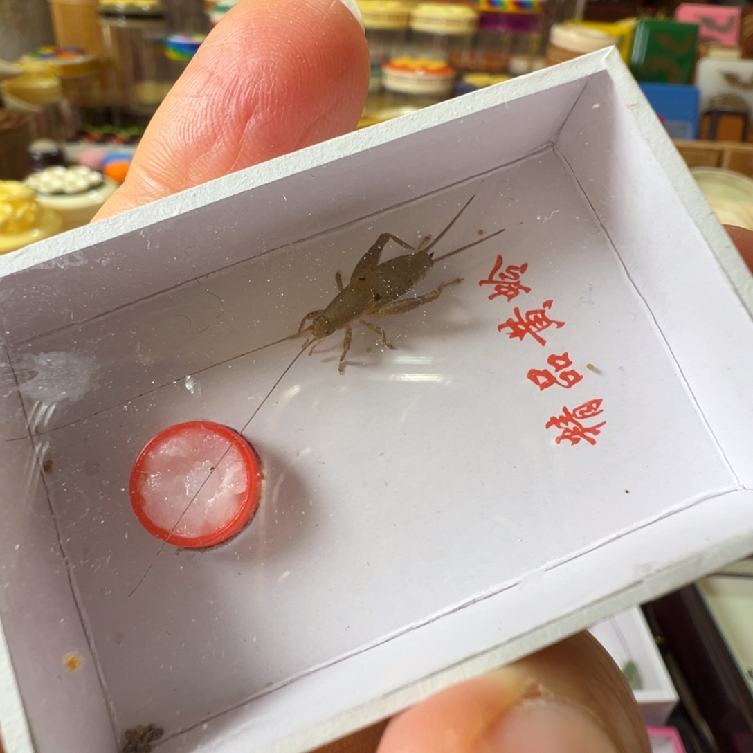 眼***疼蟋蟀两只香槟仙子