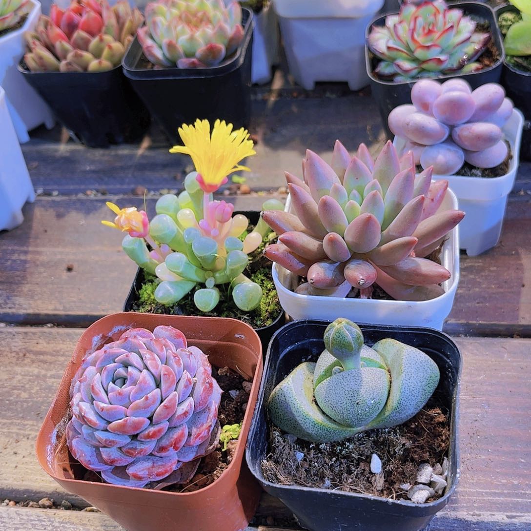 五十金➕元宝➕恩宠➕红蜻蜓