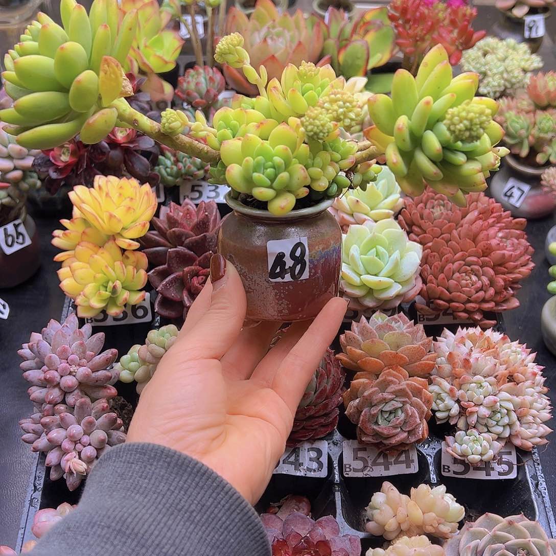 无铅玻璃镜*花钱花钱花钱花钱