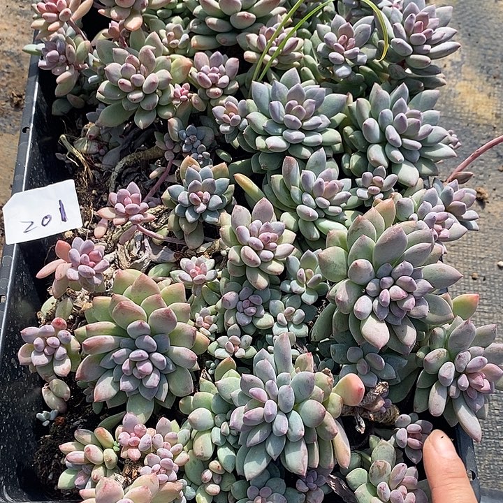 201 多肉植物盆栽花卉