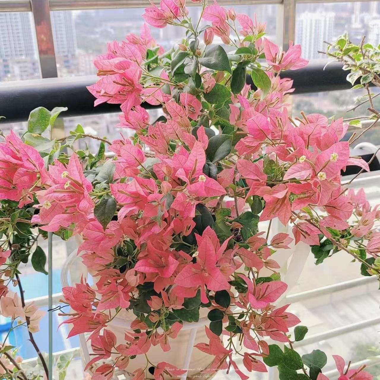 三角梅一物一拍链接 室内外好养花卉勤开花的
