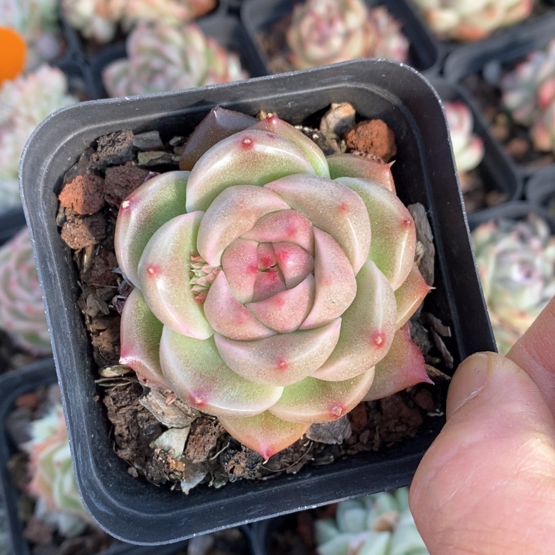 精品多肉一物一拍不包整147